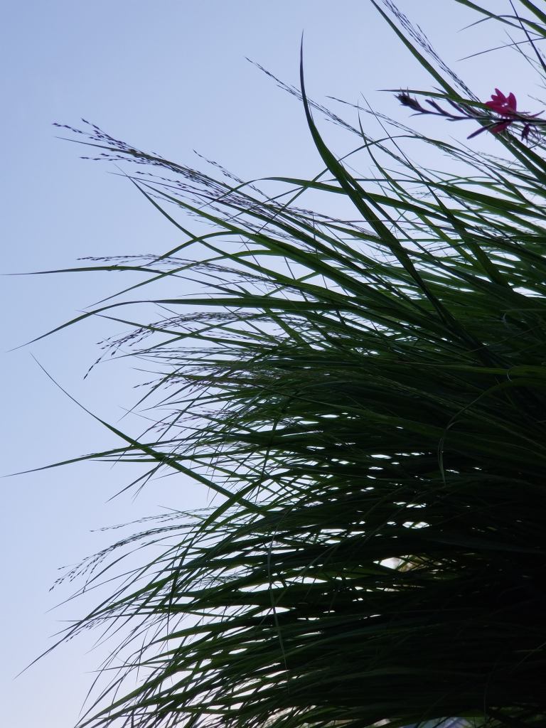 ornamental grass with sky in the background