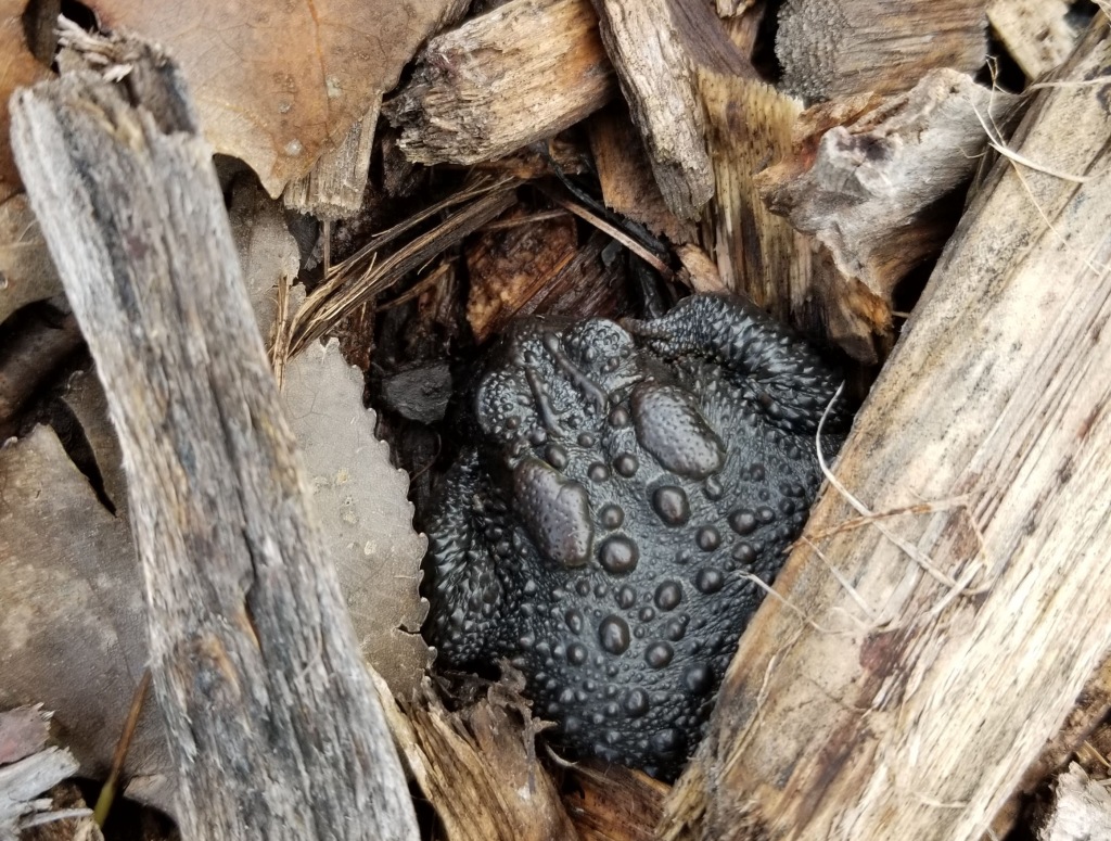 toad in mulch